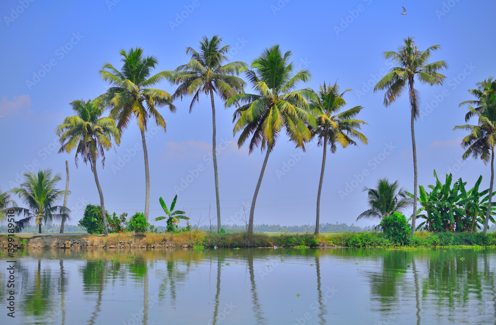 Tall coconut trees in Kerala backwaters near alleppey