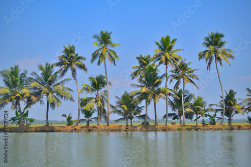 Tall coconut trees in Kerala backwaters near alappuzha