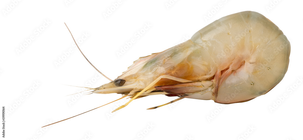 Raw fresh shrimps big prawns isolated on white background with clipping path