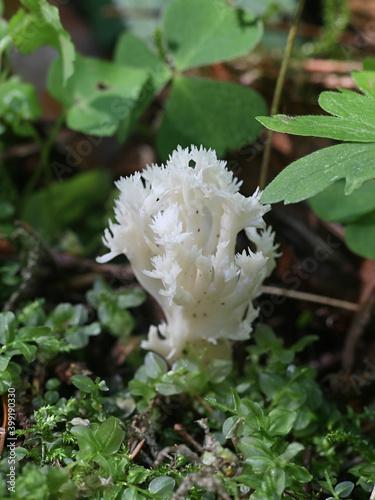 Clavulina coralloides, also known as Clavulina cristata, the white coral fungus or the crested coral fungus, wild mushroom from Finland