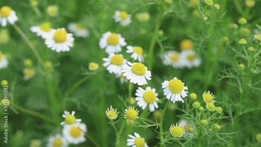 Medicinal chamomile on a summer day. Blooming chamomile swaying in the wind. Selective focus. Medicinal chamomile on a summer day. Blooming chamomile swaying in the wind. Selective focus.