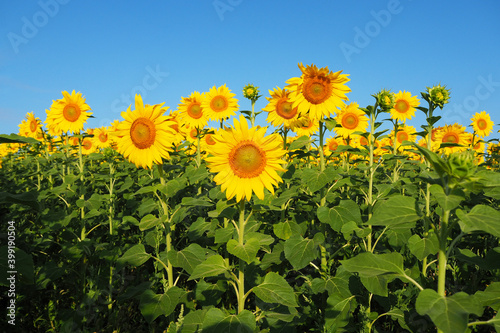Sunflower field in the rays of the rising sun. Summer landscape.