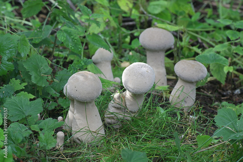 Handkea excipuliformis, known as the pestle puffball or long-stemmed puffball, wild mushrooms from Finland photo