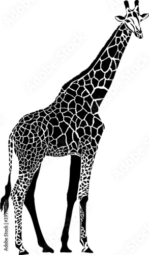 giraffe silhouette vector on white