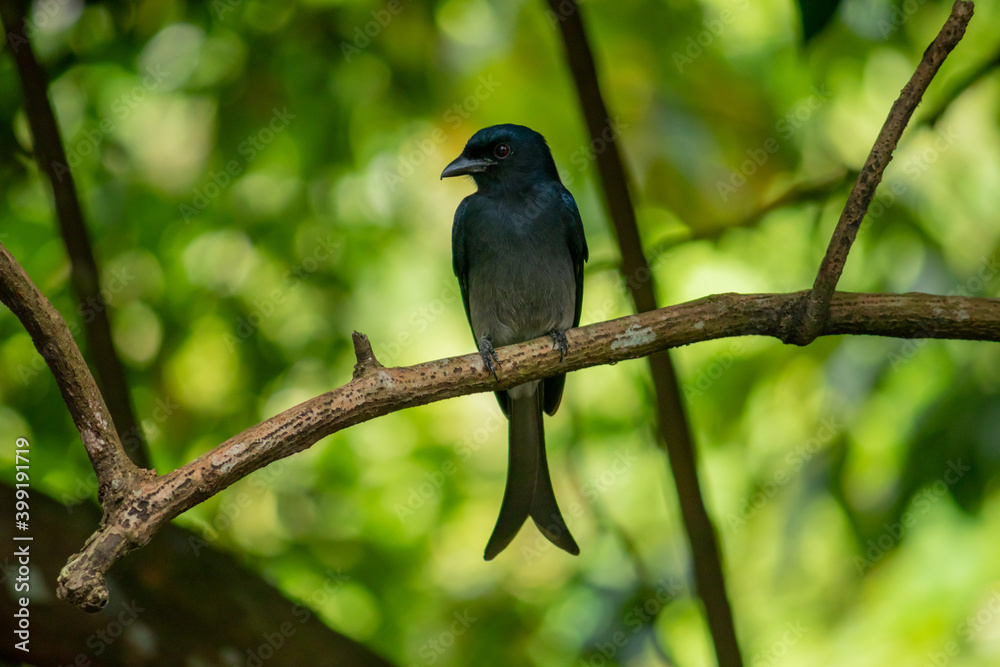 Common black Drongo bird perched under the shade of a tree, looking side pose for a photograph, has shiny dark color feathers and a long split tail. Common black Drongo bird perched under the shade of a tree, looking side pose for a photograph, has shiny dark color feathers and a long split tail.
