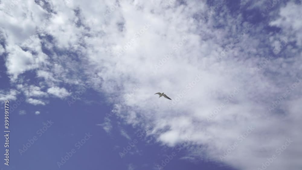 Seagull Flying In The Sky From Essaouira, Morocco. - low angle Seagull Flying In The Sky From Essaouira, Morocco. - low angle