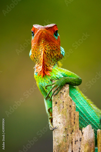 Green garden lizard showed up for a photoshoot, resting in a wooden pole, curious lizard looking at camera wondering head high, arrogant and stubborn attitude, colorful changeable bright gradient skin photo