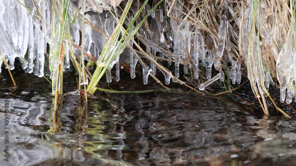 first frosts on the lake grass on the shore in icicles first frosts on the lake grass on the shore in icicles