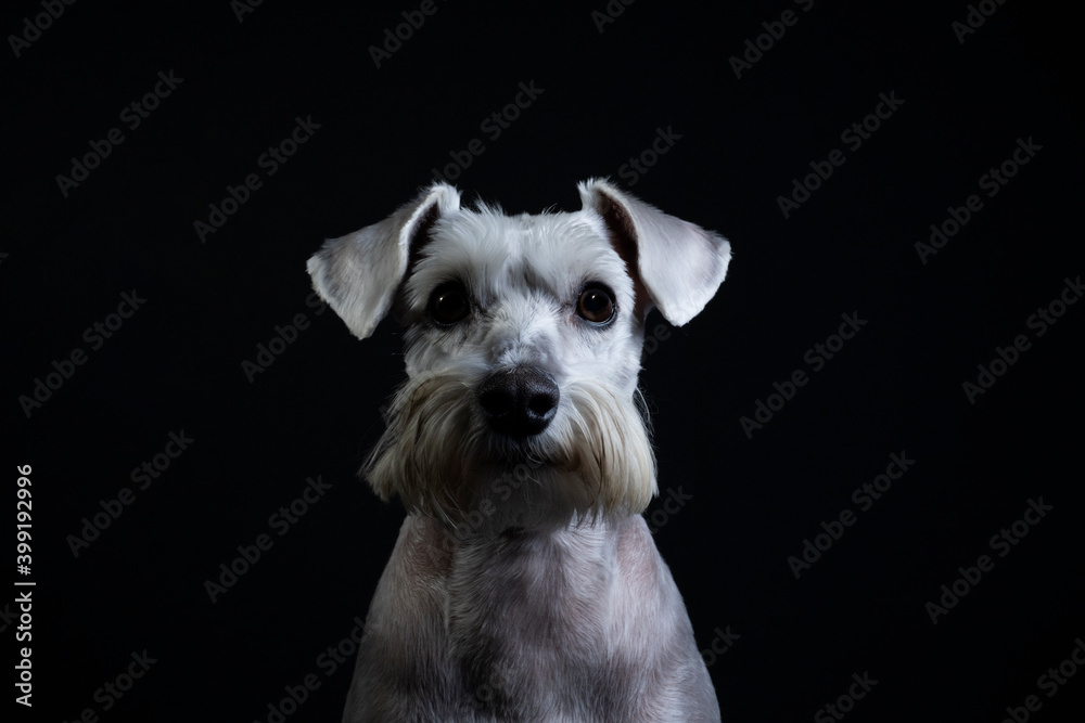 Silver white Schnauzer dog posing with black background