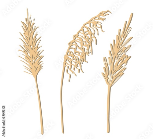 Hand-drawn vector drawing in pastel beige colors. Set of twigs, inflorescences of panicles of pampas grass isolated on white background. Reed, a wild steppe plant. For decoration in boho style.