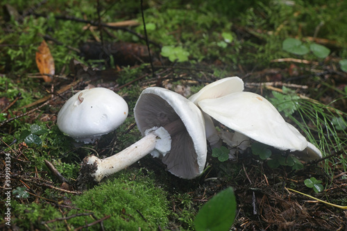 Agaricus silvicola, also called Agaricus sylvicola, commonly known as the wood mushroom, wild edible fungus from Finland photo