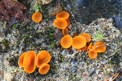 Aleuria aurantia, known as the orange peel cup fungus, wild mushroom from Finland photo