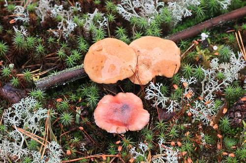 Gomphidius roseus, the rosy spike and Suillus bovinus, the bovine bolete, wild mushrooms from Finland photo