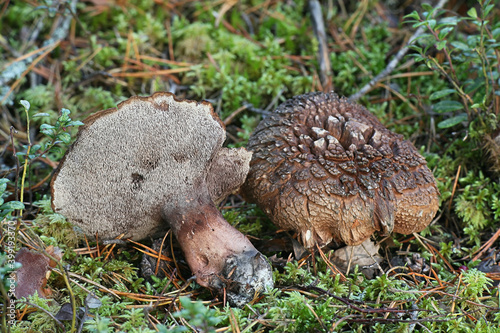 Sarcodon aff.  scabrosus, known as Bitter Tooth fungus, wild mushroom from Finland photo