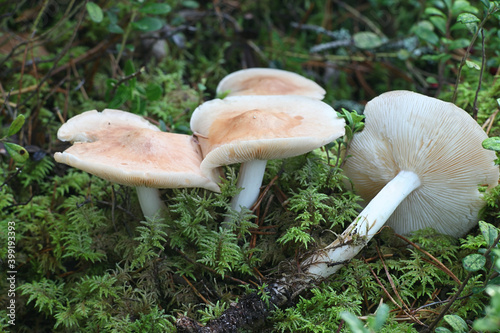 Rhodocollybia maculata, known as Spotted Toughshank, wild mushroom from Finland