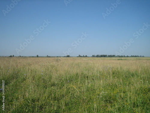 A flat, clear field of uncut grass on a clear, cloudless day.