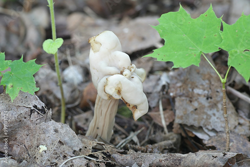 Helvella crispa, known as the white saddle, elfin saddle or common helvel, wild edible fungus from Finland photo