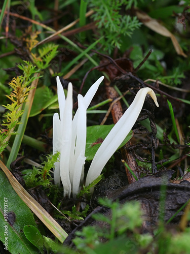 Clavaria fragilis, also called Clavaria vermicularis, commonly known as fairy fingers, white worm coral, or white spindles, wild fungus from Finland photo