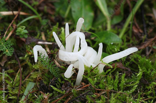 Clavaria fragilis  also called Clavaria vermicularis  commonly known as fairy fingers  white worm coral  or white spindles  wild fungus from Finland