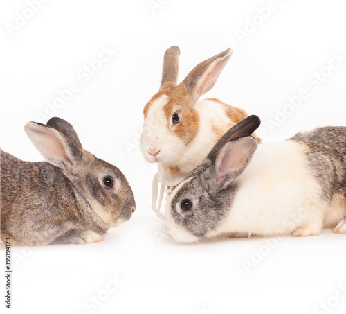 Three young white rabbit isolated