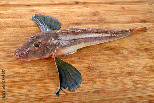 Tub gurnard in studio photo