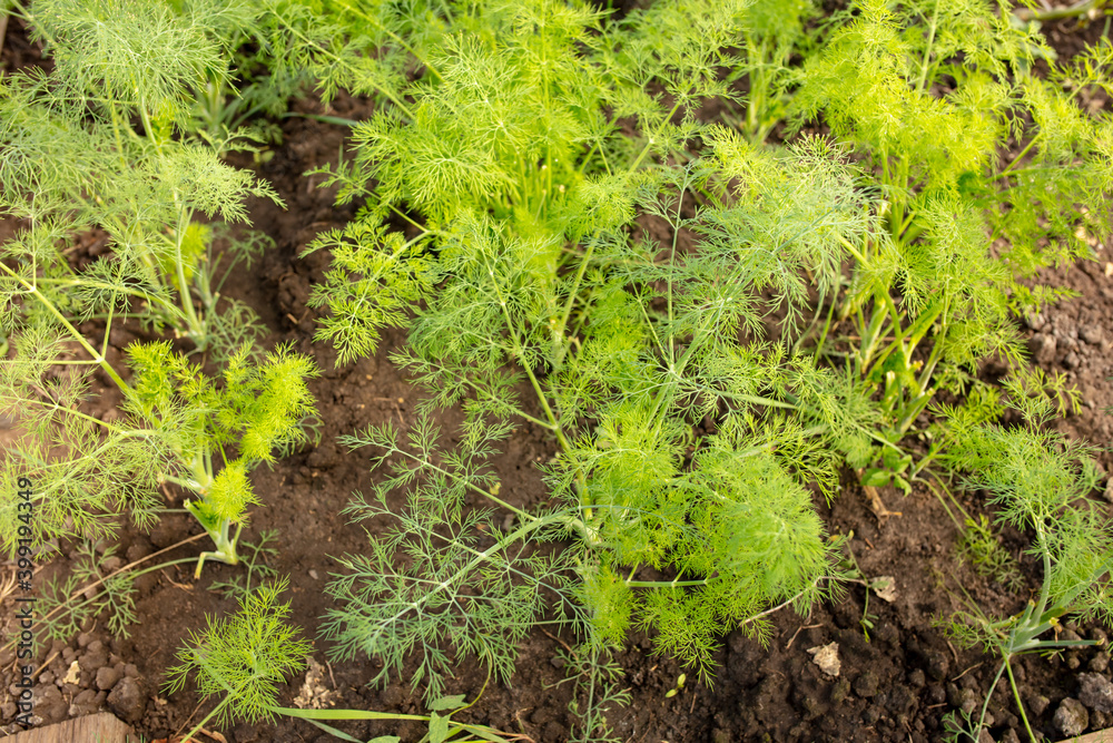 Green dill grows in the garden. Nature Green dill grows in the garden. Nature