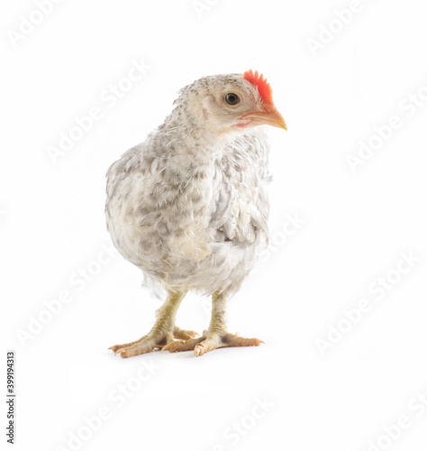 White and gray hen isolated on white background  Chicken isolated 