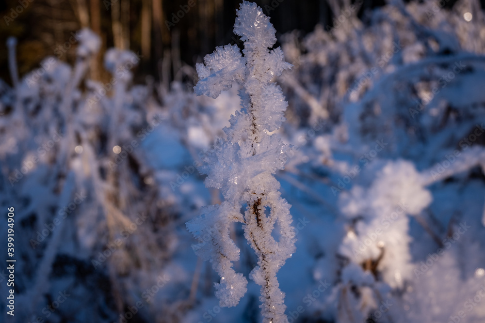 Grass branches frozen in the ice. Frozen grass branch in winter. Branch covered with snow. Grass branches frozen in the ice. Frozen grass branch in winter. Branch covered with snow.