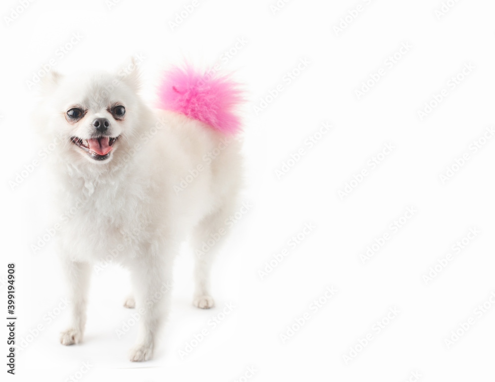 custom made wallpaper toronto digitalDog at studio, White puppy dog isolated on white background