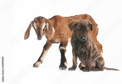 brown sitting dog a Goat on white background © camellias
