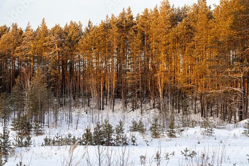 unusual, bright, colorful forest in the light, in the snow in winter during the day
