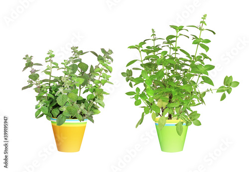 Branch of Lemon basi and peppermint in flower pots