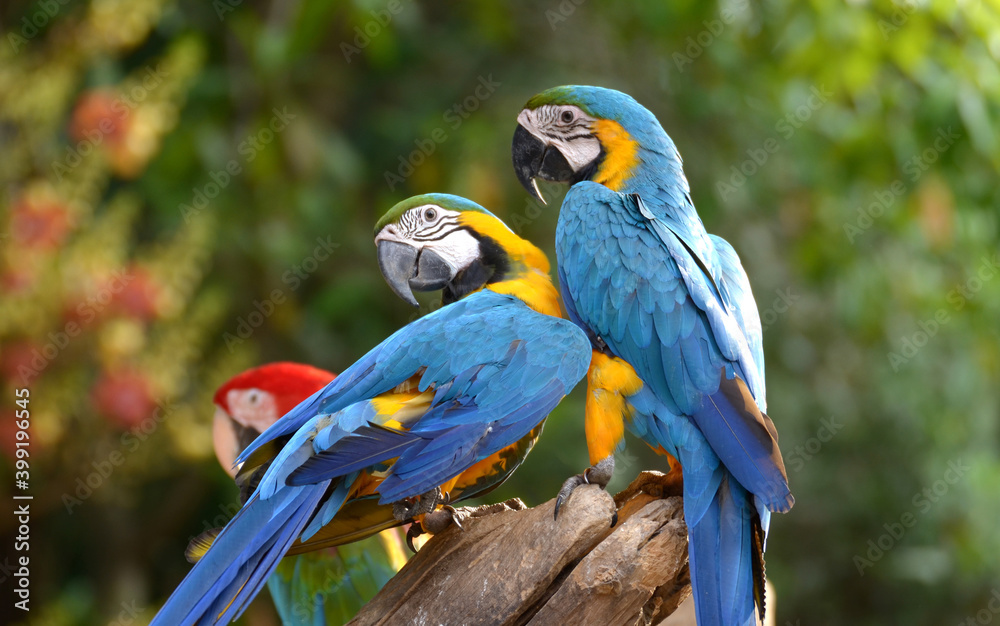 Blue and yellow macaw Perched on a branch in the forest Take pictures that are naturally beautiful.