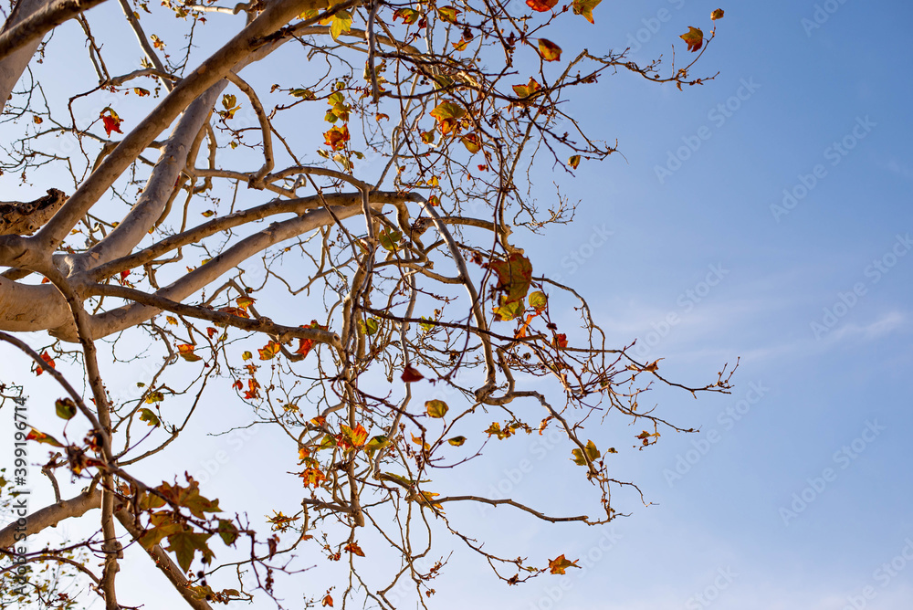 Obraz premium Tree in spring season with sky background in sunset time.
