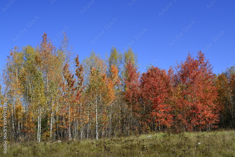 autumn forest
осенний лес, Сибирь, Новосибирск