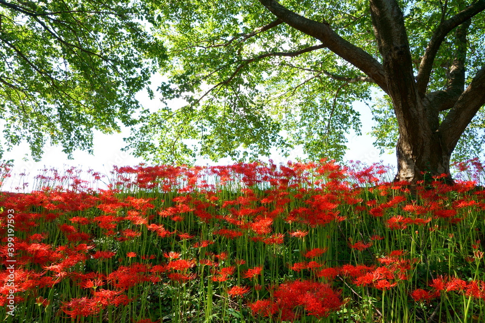 屋外の木洩れ日に咲くのたくさんの彼岸花と背景に新緑の桜の木 屋外の木洩れ日に咲くのたくさんの彼岸花と背景に新緑の桜の木