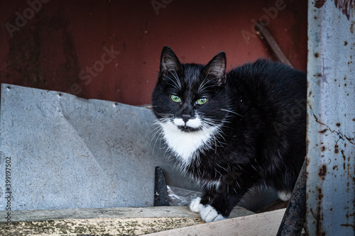 Black and white grown up street kitten on the street