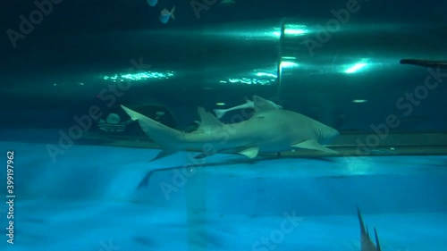 水族館の水槽の中を泳ぐレモンザメ 4K 全身  Sicklefin lemon shark, Negaprion acutidens. photo