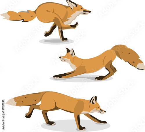 Vector illustration with a Fox. Image of a Fox in motion