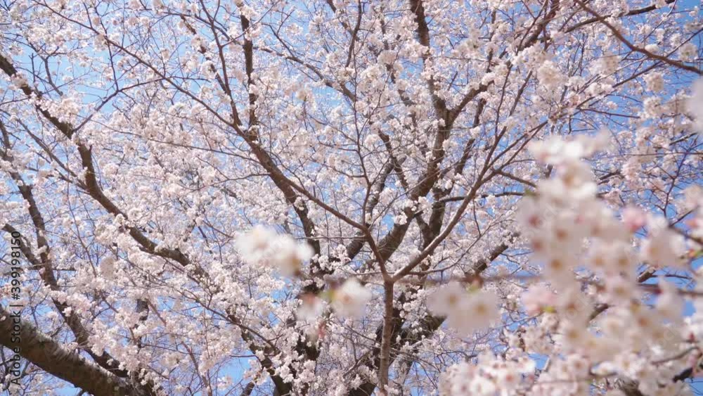 桜 桜