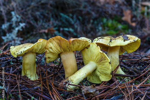 Tricholoma equestre. Knights mushrooms in pine forest. photo