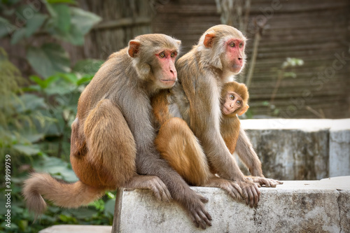 Monkey family with baby is looking with curiosity