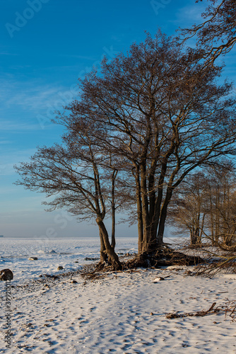 trees on the snowy and icy beach of Finnish gulf © Alena Petrachkova