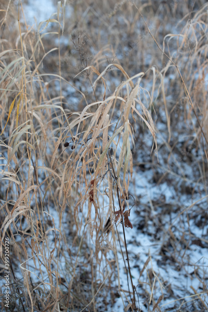 Fototapeta premium reed on the blue sky background in winter