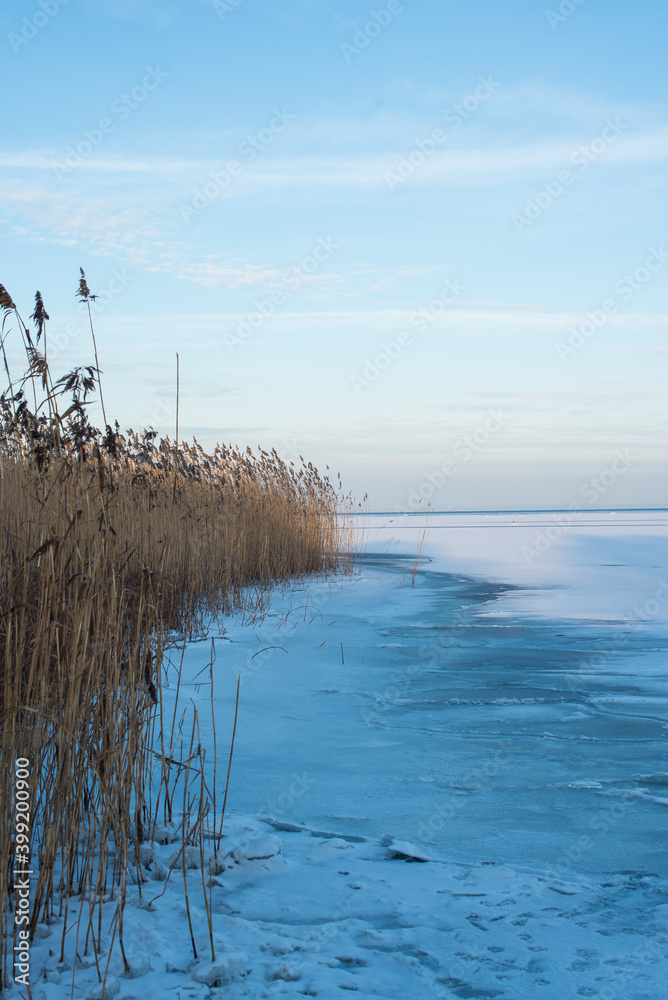 trees on the snowy and icy beach of Finnish gulf trees on the snowy and icy beach of Finnish gulf