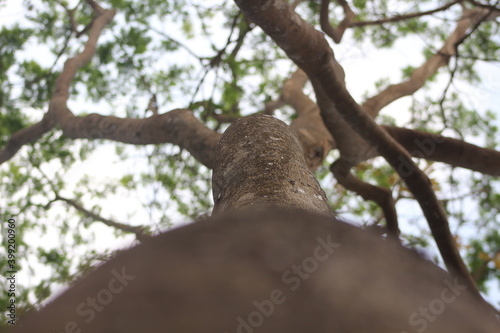 tree in the forest
