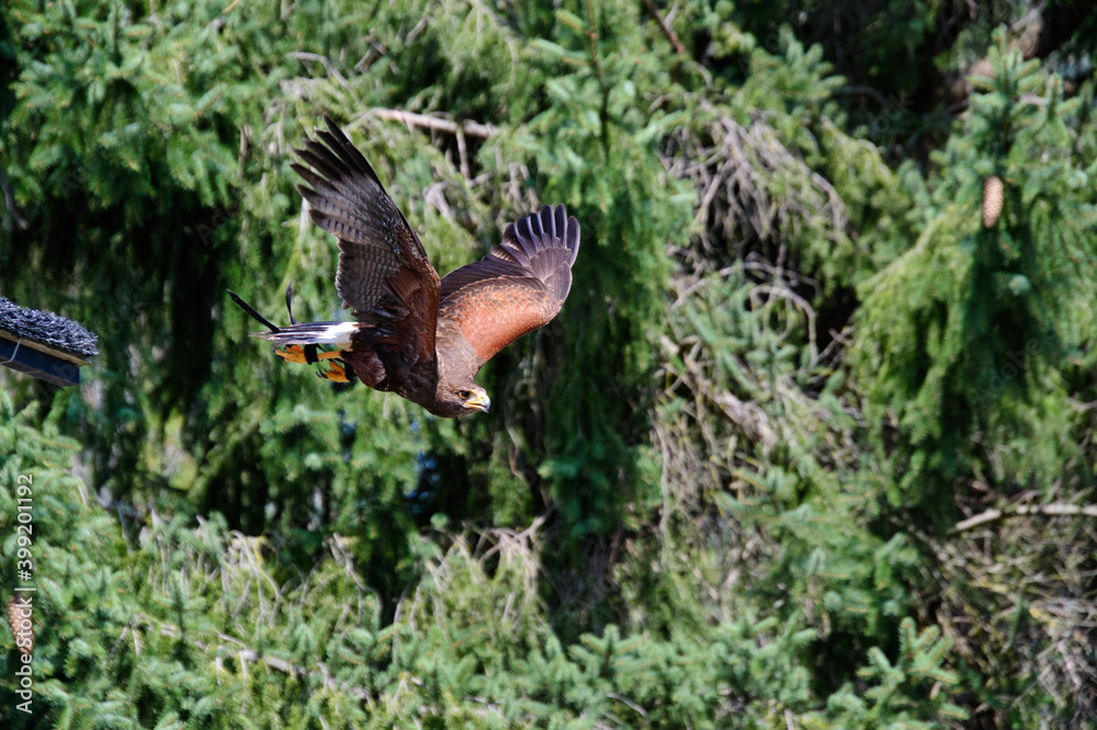 A picture of a Harris's hawk flying in the air.      BC Canada
