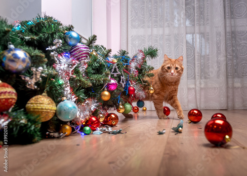 Fault of the pet cat - fallen Christmas tree. Ruins and the end of Christmas. fear of punishment. broken balls on the floor. Ginger cat hide behind the tree