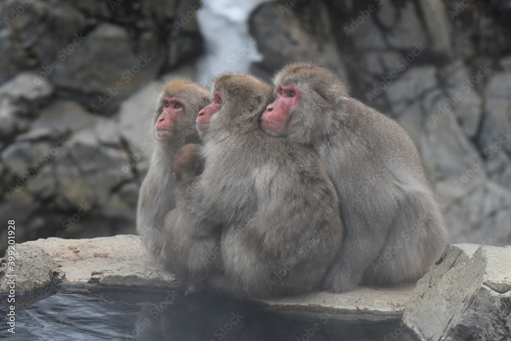 Japanese macaque at Jigokudani Monkey Park, Nagano, Japan Japanese macaque at Jigokudani Monkey Park, Nagano, Japan