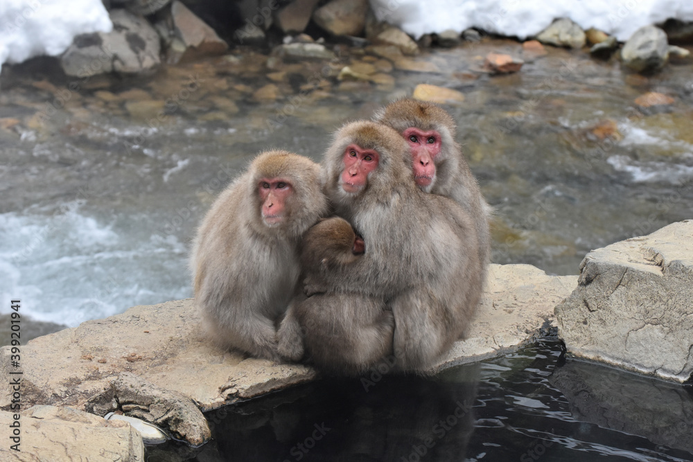 Japanese macaque at Jigokudani Monkey Park, Nagano, Japan Japanese macaque at Jigokudani Monkey Park, Nagano, Japan